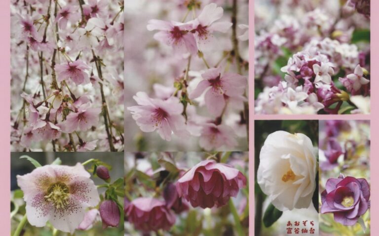 当院11年目の春を迎えました